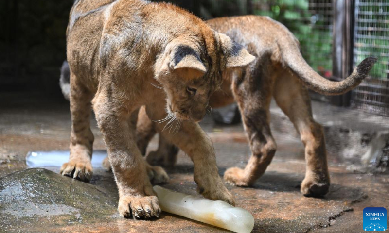 Lions play with ice at Hainan Tropical Wildlife Park and Botanical Garden in Haikou, south China's Hainan Province, June 23, 2024. As heat waves hit Hainan Province, Hainan Tropical Wildlife Park and Botanical Garden provides animals with fruits, ice, showers to help them stay cool in summer. (Photo: Xinhua)