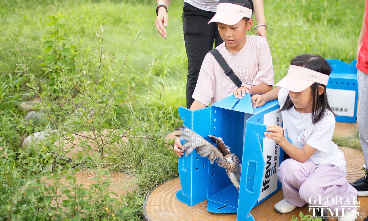 Eight rescued common kestrels soar back into sky in Beijing on National Ecology Day