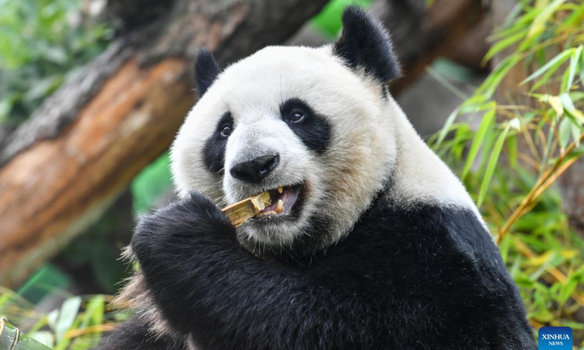 Giant panda Dingding is pictured during her birthday celebration at the Moscow Zoo in Moscow, capital of Russia, July 30, 2024. Dingding enjoyed her birthday celebration in Russia on Tuesday. She was born on July 30, 2017 at the Shenshuping giant panda base of China's Wolong National Nature Reserve, and arrived in Moscow in April 2019 from China's southwest Sichuan Province with another giant panda Ruyi.  (Photo: Xinhua)