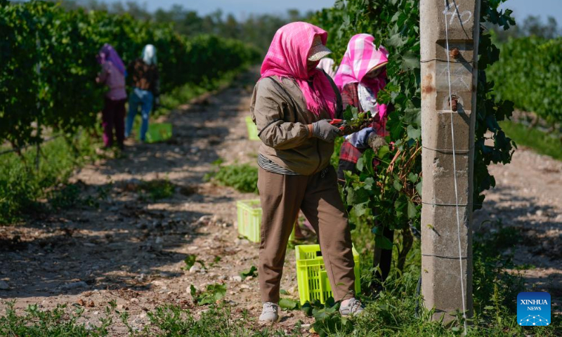 Workers harvest white wine grapes in a vineyard at the eastern foot of Helan Mountain, northwest China's Ningxia Hui Autonomous Region, Aug. 12, 2024. The white wine grape harvest season here has started from the beginning of August. (Photo: Xinhua)