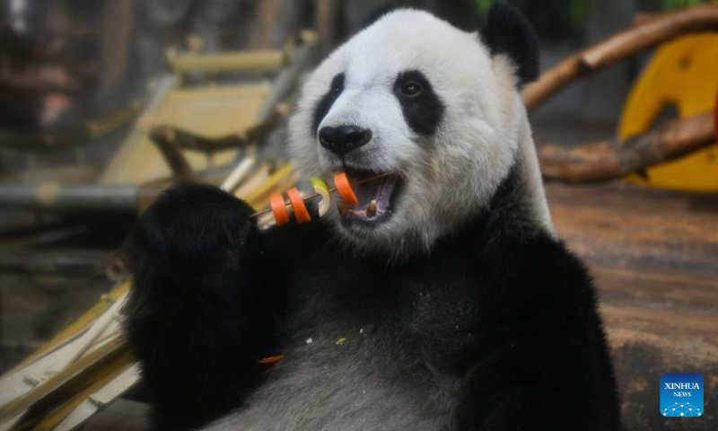 Giant panda Gong Gong enjoys chilled fruits and vegetables at Hainan Tropical Wildlife Park and Botanical Garden in Haikou, south China's Hainan Province, June 23, 2024. As heat waves hit Hainan Province, Hainan Tropical Wildlife Park and Botanical Garden provides animals with fruits, ice, showers to help them stay cool in summer. (Photo: Xinhua)