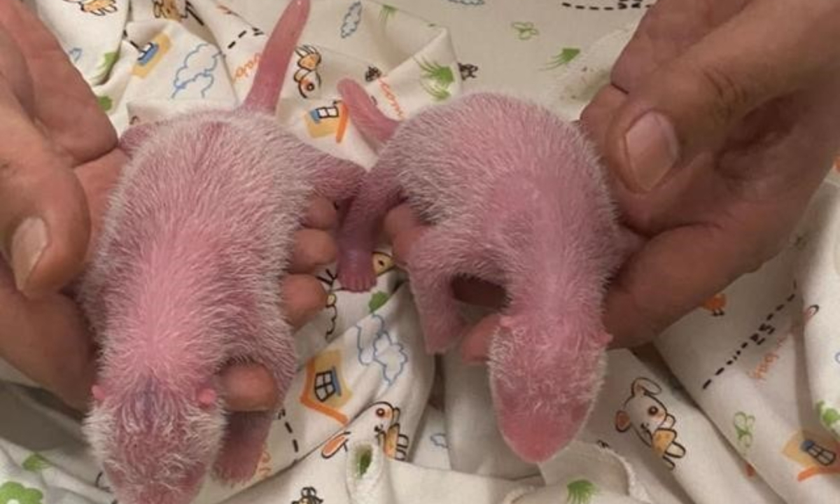 The newborn twins of Ying Ying and Le Le, a pair of giant pandas gifted to Hong Kong by the central government in 2007. Photo: CCTV