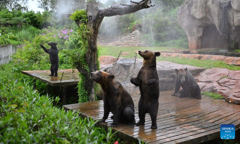 Brown bears enjoy a shower at Hainan Tropical Wildlife Park and Botanical Garden in Haikou, south China's Hainan Province, June 23, 2024. As heat waves hit Hainan Province, Hainan Tropical Wildlife Park and Botanical Garden provides animals with fruits, ice, showers to help them stay cool in summer. (Photo: Xinhua)