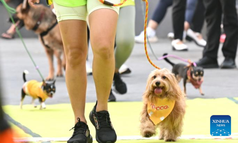 Dogs and their owners attend Bark Day Fun Run at Senayan Park in Jakarta, Indonesia, on Aug. 11, 2024. This event aims to call for more attention to the welfare of dogs and stop the dog meat trade. (Photo: Xinhua)