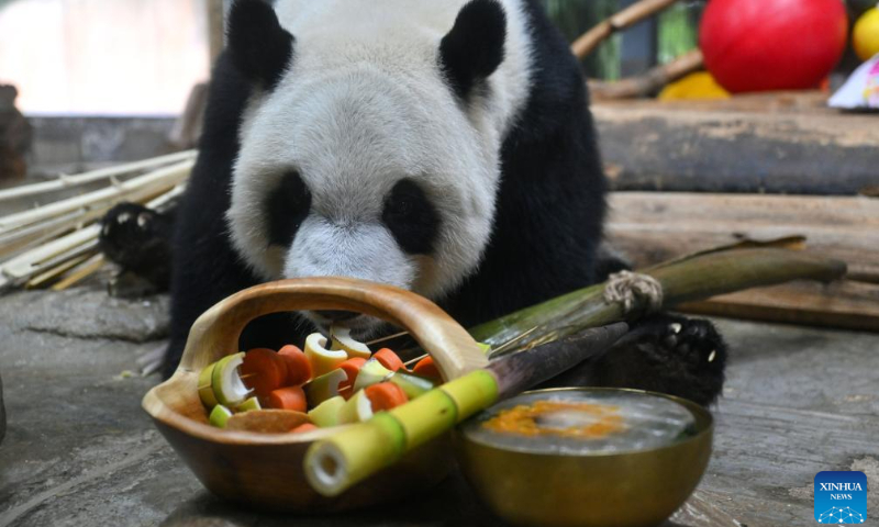 Giant panda Gong Gong enjoys chilled fruits and vegetables at Hainan Tropical Wildlife Park and Botanical Garden in Haikou, south China's Hainan Province, June 23, 2024. As heat waves hit Hainan Province, Hainan Tropical Wildlife Park and Botanical Garden provides animals with fruits, ice, showers to help them stay cool in summer. (Photo: Xinhua)