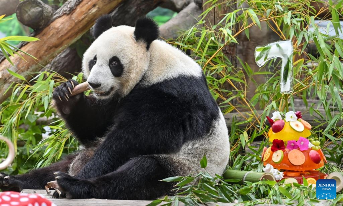 Giant panda Dingding is pictured during her birthday celebration at the Moscow Zoo in Moscow, capital of Russia, July 30, 2024. Dingding enjoyed her birthday celebration in Russia on Tuesday. She was born on July 30, 2017 at the Shenshuping giant panda base of China's Wolong National Nature Reserve, and arrived in Moscow in April 2019 from China's southwest Sichuan Province with another giant panda Ruyi.  (Photo: Xinhua)