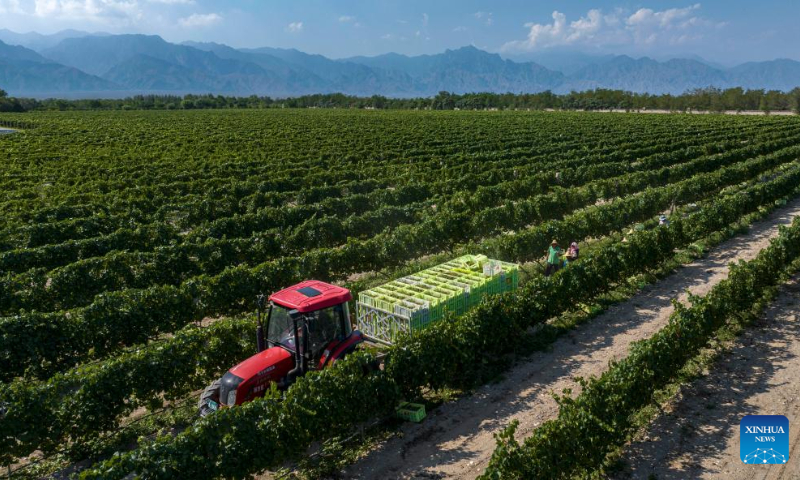 In this aerial drone photo, workers harvest white wine grapes in a vineyard at the eastern foot of Helan Mountain, northwest China's Ningxia Hui Autonomous Region, Aug. 12, 2024. The white wine grape harvest season here has started from the beginning of August. (Photo: Xinhua)