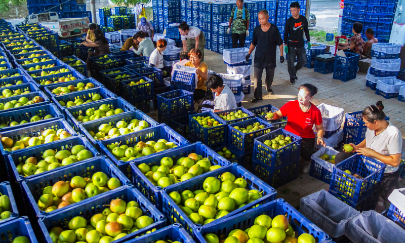 Farmers harvest, sort and pack fragrant pears in Longju town, North China's Shanxi Province, on August 14, 2024. More than 4,000 hectares of fragrant pear trees in Longju are ready for harvest. Almost all of the pears are sold in Northeast China or to international markets such as South Korea, Malaysia and Singapore. Photo: VCG