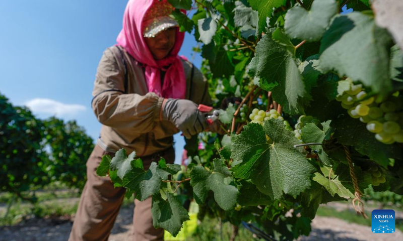 A worker harvests white wine grapes in a vineyard at the eastern foot of Helan Mountain, northwest China's Ningxia Hui Autonomous Region, Aug. 12, 2024. The white wine grape harvest season here has started from the beginning of August. (Photo: Xinhua)