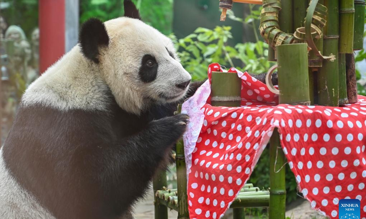 Giant panda Dingding is pictured during her birthday celebration at the Moscow Zoo in Moscow, capital of Russia, July 30, 2024. Dingding enjoyed her birthday celebration in Russia on Tuesday. She was born on July 30, 2017 at the Shenshuping giant panda base of China's Wolong National Nature Reserve, and arrived in Moscow in April 2019 from China's southwest Sichuan Province with another giant panda Ruyi.  (Photo: Xinhua)