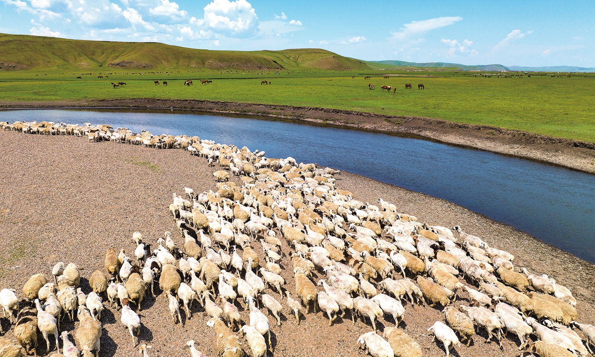 Sheep and horses roam freely across Hulun Buir, one of the world's largest grasslands. Photo: VCG