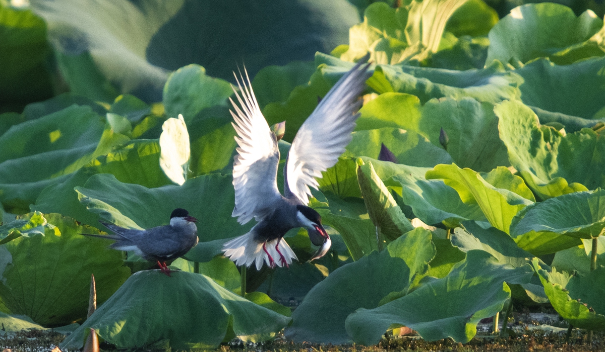 Two whiskered terns foraging in a lotus pond in East China's Anhui Province, on July 31, 2024. Photo: VCG