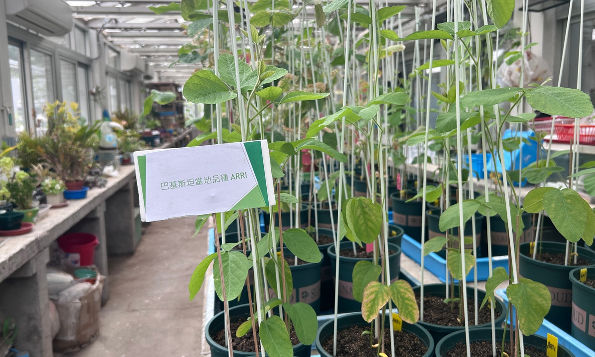 The State Key Laboratory of Agrobiotechnology in the Chinese University of Hong Kong, on July 15, 2024 Photo: Zhang Weilan/GT