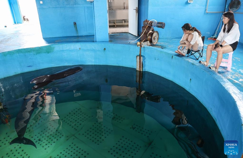 Volunteers observe the short-finned pilot whale Haili at Sanya Haichang Animal Conservation Center in Sanya, south China's Hainan Province, Aug. 2, 2024. Haili, a short-finned pilot whale rescued earlier after being stranded in Haitang Bay of Sanya, has recovered well and is now able to feed and dive normally. In order to increase its activity, the rescue team has expanded its swimming area to three pools, and will make further treatment and release plans according to its physical condition.  Photo: Xinhua