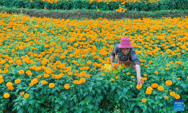 A villager picks marigold flowers at Gaopo Village of Weining County, southwest China's Guizhou Province, July 30, 2024. More than 5,000 mu (about 333.3 hectares) of marigolds planted in Weining are in full bloom. Local planting cooperatives have been working with pharmaceutical enterprises to develop marigold planting, and to help farmers increase their income. Marigold is a raw material for herbal medicine. Photo: Xinhua