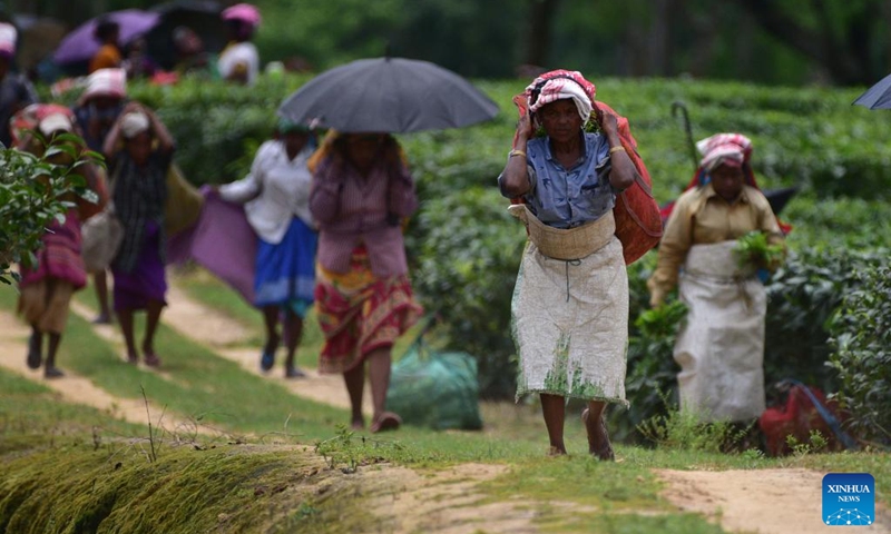 Workers carry newly picked tea leaves at a tea garden in Nagaon district of India's northeastern state of Assam, Aug. 1, 2024. Photo: Xinhua