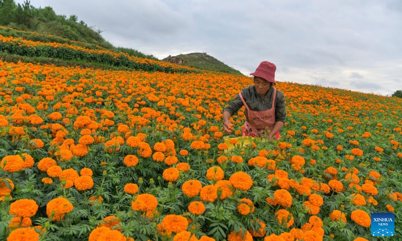 A villager picks marigold flowers at Gaopo Village of Weining County, southwest China's Guizhou Province, July 30, 2024. More than 5,000 mu (about 333.3 hectares) of marigolds planted in Weining are in full bloom. Local planting cooperatives have been working with pharmaceutical enterprises to develop marigold planting, and to help farmers increase their income. Marigold is a raw material for herbal medicine. Photo: Xinhua