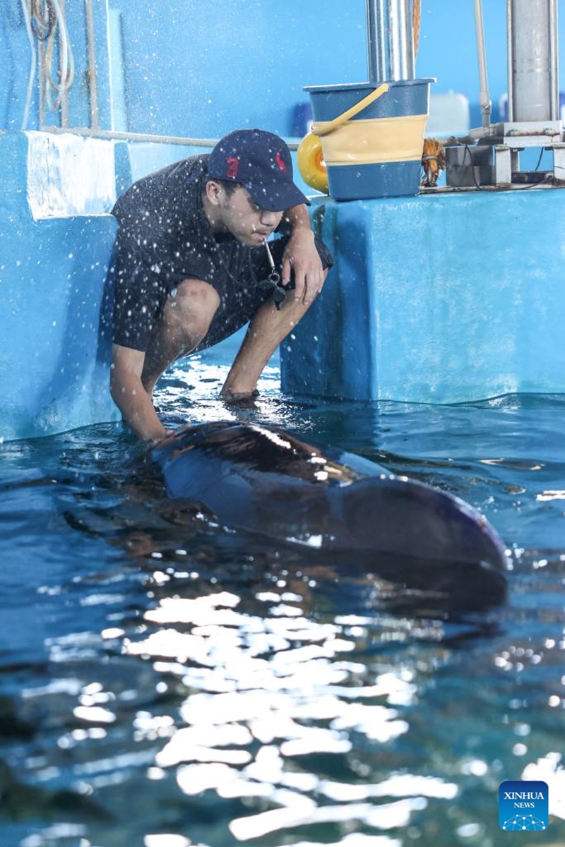 A worker feeds the short-finned pilot whale Haili at Sanya Haichang Animal Conservation Center in Sanya, south China's Hainan Province, Aug. 2, 2024. Haili, a short-finned pilot whale rescued earlier after being stranded in Haitang Bay of Sanya, has recovered well and is now able to feed and dive normally. In order to increase its activity, the rescue team has expanded its swimming area to three pools, and will make further treatment and release plans according to its physical condition. Photo: Xinhua