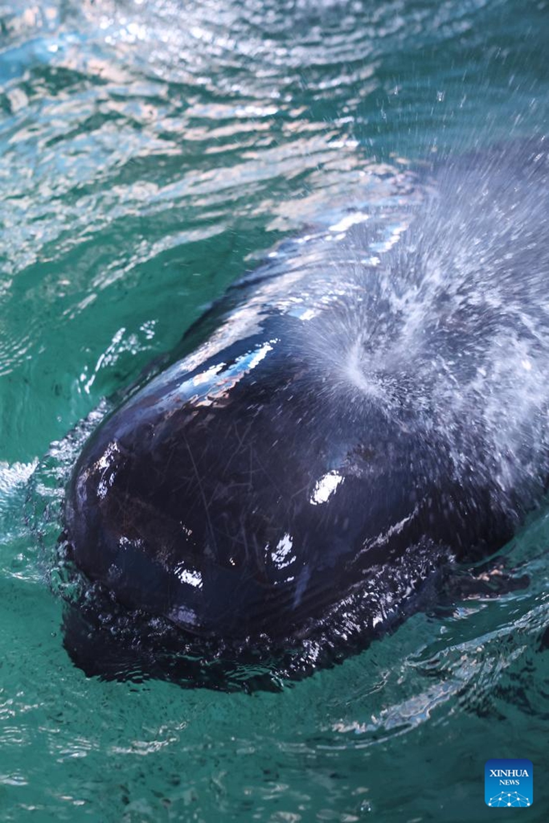 The short-finned pilot whale Haili swims at Sanya Haichang Animal Conservation Center in Sanya, south China's Hainan Province, Aug. 2, 2024. Haili, a short-finned pilot whale rescued earlier after being stranded in Haitang Bay of Sanya, has recovered well and is now able to feed and dive normally. In order to increase its activity, the rescue team has expanded its swimming area to three pools, and will make further treatment and release plans according to its physical condition. Photo: Xinhua