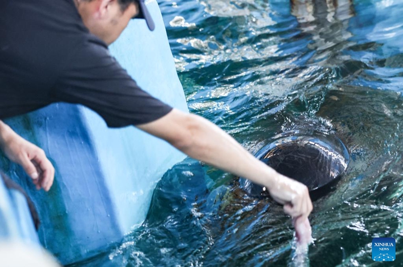 A worker feeds the short-finned pilot whale Haili at Sanya Haichang Animal Conservation Center in Sanya, south China's Hainan Province, Aug. 2, 2024. Haili, a short-finned pilot whale rescued earlier after being stranded in Haitang Bay of Sanya, has recovered well and is now able to feed and dive normally. In order to increase its activity, the rescue team has expanded its swimming area to three pools, and will make further treatment and release plans according to its physical condition. Photo: Xinhua