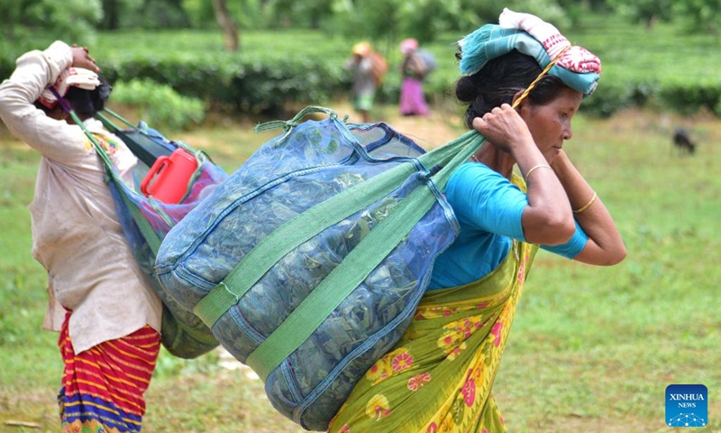 Workers carry newly picked tea leaves at a tea garden in Nagaon district of India's northeastern state of Assam, Aug. 1, 2024. Photo: Xinhua