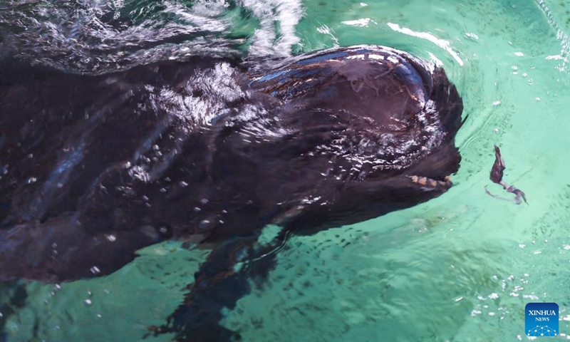 The short-finned pilot whale Haili eats at Sanya Haichang Animal Conservation Center in Sanya, south China's Hainan Province, Aug. 2, 2024. Haili, a short-finned pilot whale rescued earlier after being stranded in Haitang Bay of Sanya, has recovered well and is now able to feed and dive normally. In order to increase its activity, the rescue team has expanded its swimming area to three pools, and will make further treatment and release plans according to its physical condition. Photo: Xinhua