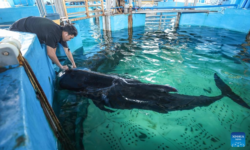 A worker feeds the short-finned pilot whale Haili at Sanya Haichang Animal Conservation Center in Sanya, south China's Hainan Province, Aug. 2, 2024. Haili, a short-finned pilot whale rescued earlier after being stranded in Haitang Bay of Sanya, has recovered well and is now able to feed and dive normally. In order to increase its activity, the rescue team has expanded its swimming area to three pools, and will make further treatment and release plans according to its physical condition. Photo: Xinhua