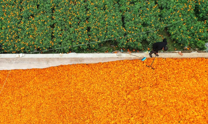 An aerial drone photo shows a villager airing marigold flowers at Zhengjiaying Village of Weining County, southwest China's Guizhou Province, July 30, 2024. More than 5,000 mu (about 333.3 hectares) of marigolds planted in Weining are in full bloom. Local planting cooperatives have been working with pharmaceutical enterprises to develop marigold planting, and to help farmers increase their income. Marigold is a raw material for herbal medicine. Photo: Xinhua