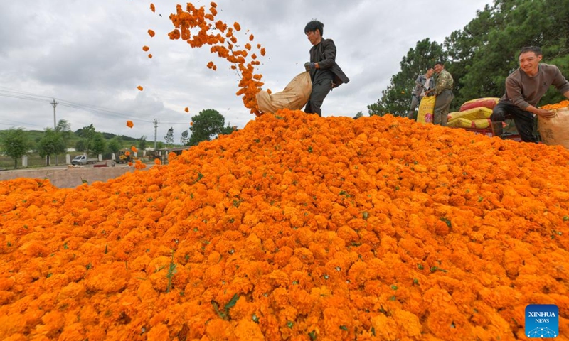 Villagers unload newly picked marigold flowers at Zhengjiaying Village of Weining County, southwest China's Guizhou Province, July 30, 2024. More than 5,000 mu (about 333.3 hectares) of marigolds planted in Weining are in full bloom. Local planting cooperatives have been working with pharmaceutical enterprises to develop marigold planting, and to help farmers increase their income. Marigold is a raw material for herbal medicine. Photo: Xinhua