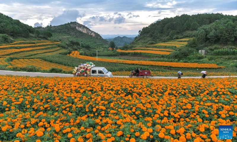 Villagers transfer newly-picked marigold flowers at Gaopo Village of Weining County, southwest China's Guizhou Province, July 30, 2024. More than 5,000 mu (about 333.3 hectares) of marigolds planted in Weining are in full bloom. Local planting cooperatives have been working with pharmaceutical enterprises to develop marigold planting, and to help farmers increase their income. Marigold is a raw material for herbal medicine. Photo: Xinhua