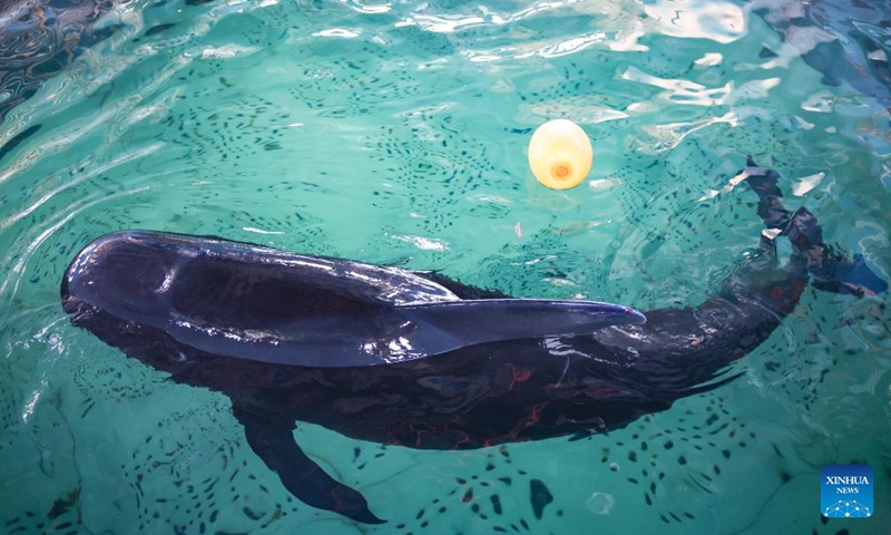 The short-finned pilot whale Haili swims at Sanya Haichang Animal Conservation Center in Sanya, south China's Hainan Province, Aug. 2, 2024. Haili, a short-finned pilot whale rescued earlier after being stranded in Haitang Bay of Sanya, has recovered well and is now able to feed and dive normally. In order to increase its activity, the rescue team has expanded its swimming area to three pools, and will make further treatment and release plans according to its physical condition. Photo: Xinhua