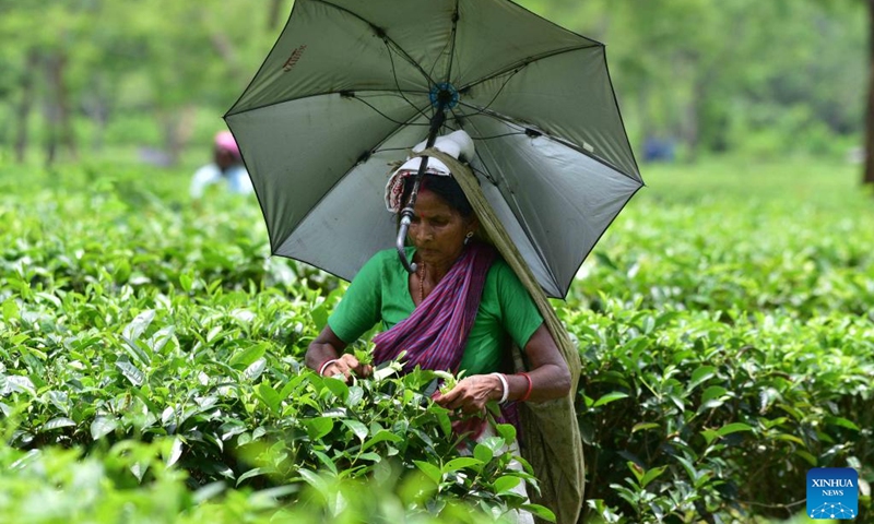 A worker picks tea leaves at a tea garden in Nagaon district of India's northeastern state of Assam, Aug. 1, 2024. Photo: Xinhua