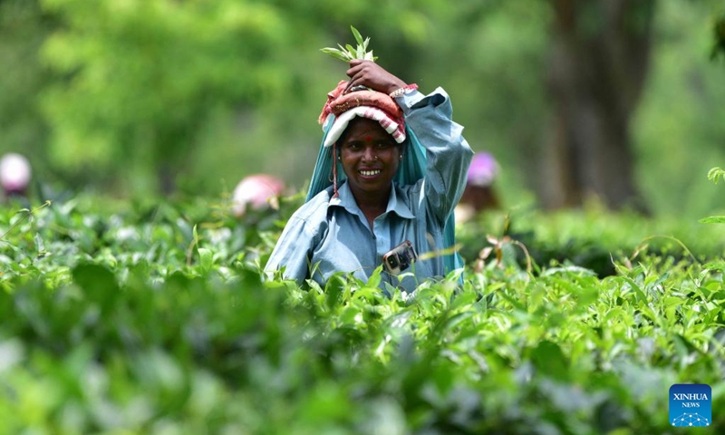 A worker carries newly picked tea leaves at a tea garden in Nagaon district of India's northeastern state of Assam, Aug. 1, 2024. Photo: Xinhua