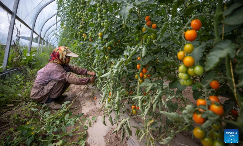 A farmer works in a greenhouse of a vegetable planting base at Shatang Township in Guyuan City, northwest China's Ningxia Hui Autonomous Region, Aug. 2, 2024. In recent years, Shatang Township has attached great importance to the development of facility agriculture, which adopted technologies including the earthworm biotechnology and straw biotechnology to increase vegetables production. Photo: Xinhua