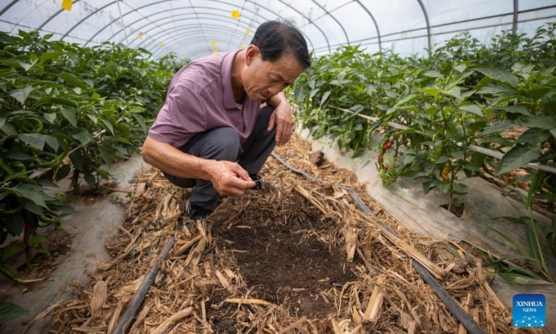 A technician checks earthworms used to increase soil fertility in a greenhouse of a vegetable planting base at Shatang Township in Guyuan City, northwest China's Ningxia Hui Autonomous Region, Aug. 2, 2024. In recent years, Shatang Township has attached great importance to the development of facility agriculture, which adopted technologies including the earthworm biotechnology and straw biotechnology to increase vegetables production. Photo: Xinhua