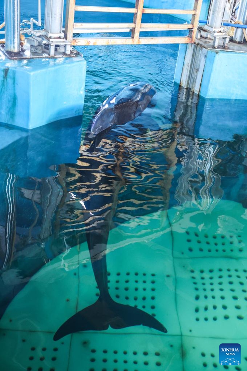 The short-finned pilot whale Haili swims at Sanya Haichang Animal Conservation Center in Sanya, south China's Hainan Province, Aug. 2, 2024. Haili, a short-finned pilot whale rescued earlier after being stranded in Haitang Bay of Sanya, has recovered well and is now able to feed and dive normally. In order to increase its activity, the rescue team has expanded its swimming area to three pools, and will make further treatment and release plans according to its physical condition. Photo: Xinhua