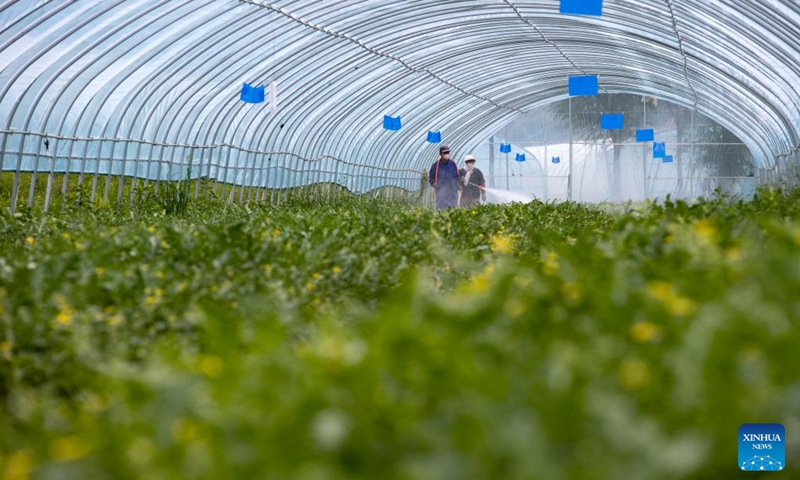 Farmers work in a greenhouse of a vegetable planting base at Shatang Township in Guyuan City, northwest China's Ningxia Hui Autonomous Region, Aug. 2, 2024. In recent years, Shatang Township has attached great importance to the development of facility agriculture, which adopted technologies including the earthworm biotechnology and straw biotechnology to increase vegetables production. Photo: Xinhua