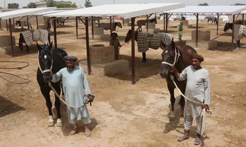 This photo taken on July 1, 2024 shows horses and their keepers at a horse ranch in Mazar-i-Sharif, the capital of Balkh province, north Afghanistan. Photo: Xinhua