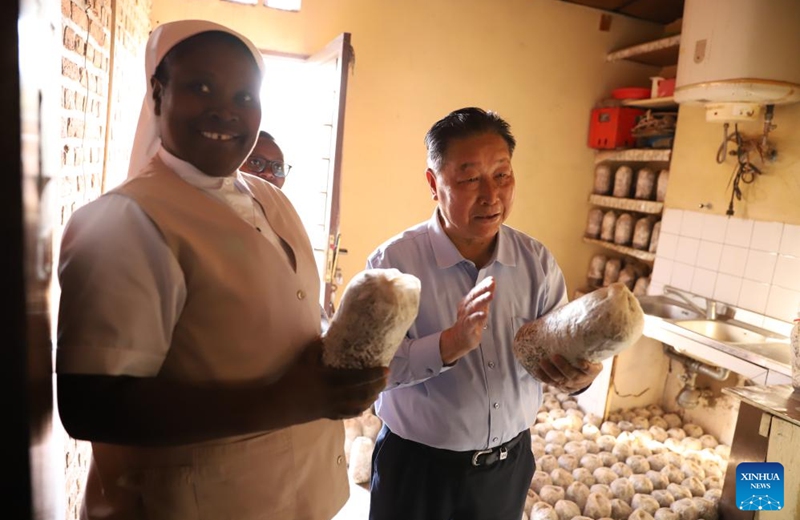 Lin Zhanxi (R), a professor from China's Fujian Agriculture and Forestry University, visits a mushroom growing shed in Kigali, Rwanda, on Aug. 2, 2024. Photo: Xinhua