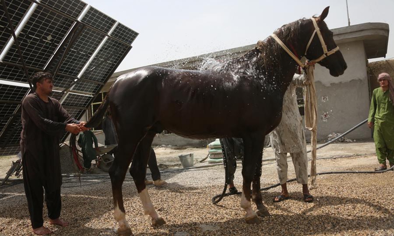 A horse takes a bath at a horse ranch in Mazar-i-Sharif, the capital of Balkh province, north Afghanistan, on July 1, 2024. Photo: Xinhua