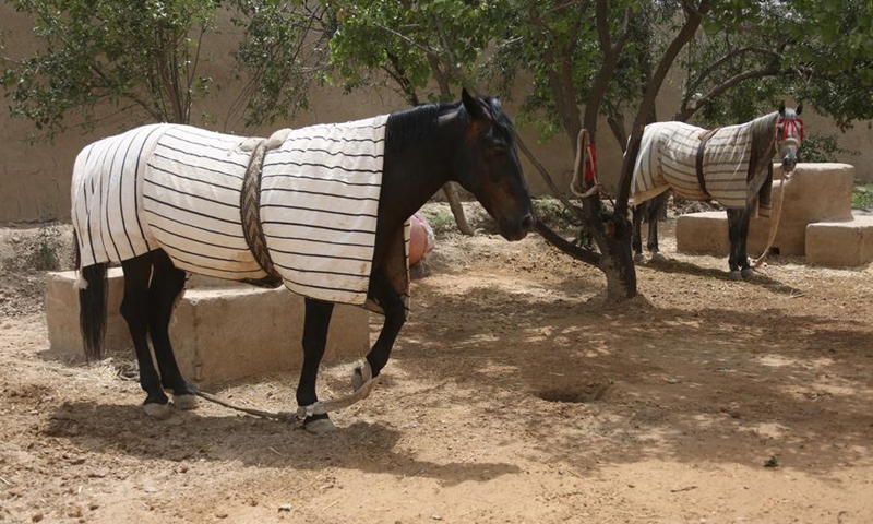 Horses are pictured at a horse ranch in Mazar-i-Sharif, the capital of Balkh province, north Afghanistan, on July 1, 2024. Photo: Xinhua