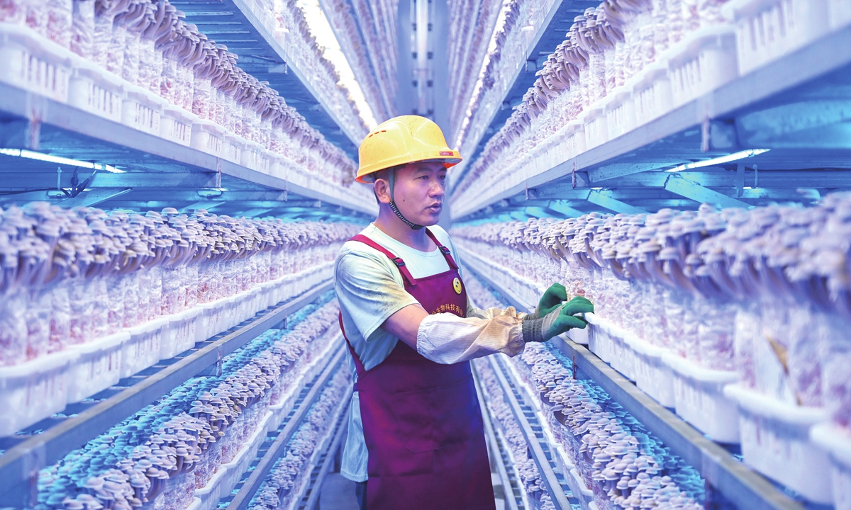 A worker harvests fresh mushrooms at a smart biotech vegetable plantation in Xuzhou, East China's Jiangsu Province, on August 6, 2024. The plantation, funded by Jiangsu Hongsheng Biotechnology Co, features an intelligent temperature-controlled factory and processing workshop spanning 310,000 square meters. It yields 100,000 tons of edible mushrooms and fungi annually and supports operations from production to deep processing, creating 1,500 jobs. Photo: VCG