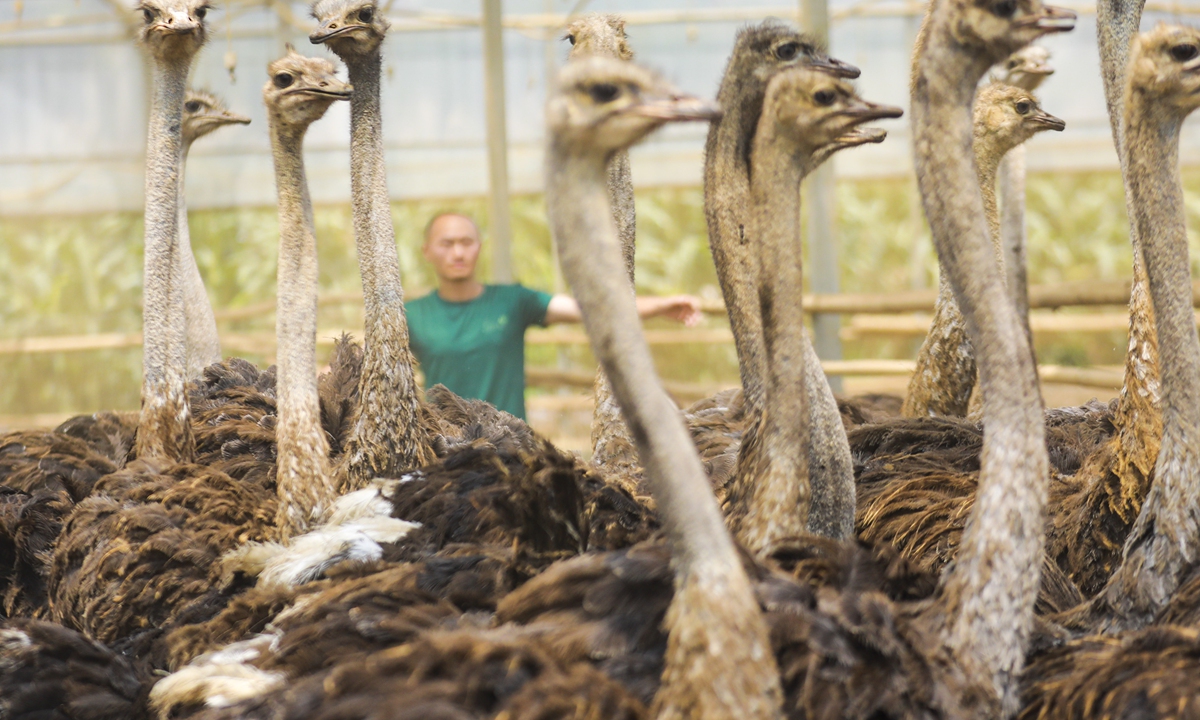 A farmer feeds ostriches in a community in Qianxi, Southwest China's Guizhou Province on August 6, 2024. Local farmers have been vigorously developing the breeding industry in a bid to promote rural revitalization and high-quality development. Photo: cnsphoto