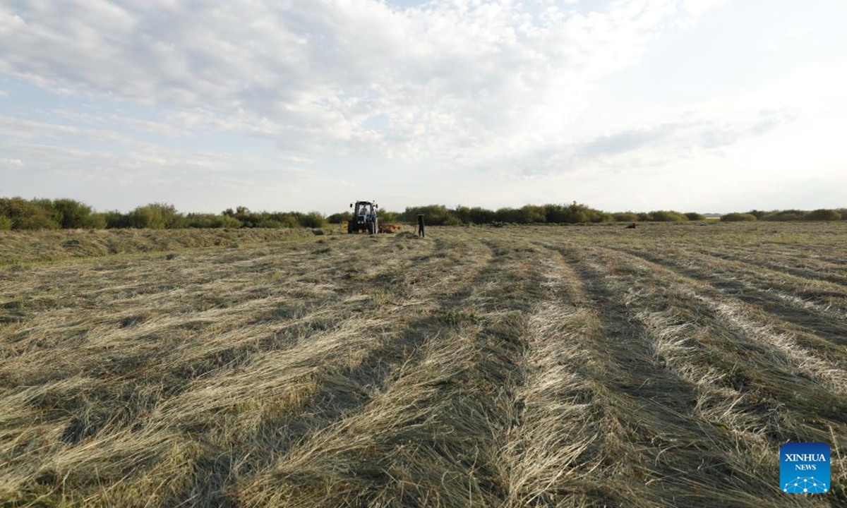 Herdsmen mow grass on a grassland in Akmola region of northern Kazakhstan, Aug. 4, 2024. The pastoral area in Kazakhstan has entered into its grass mowing season. (Photo: Xinhua)