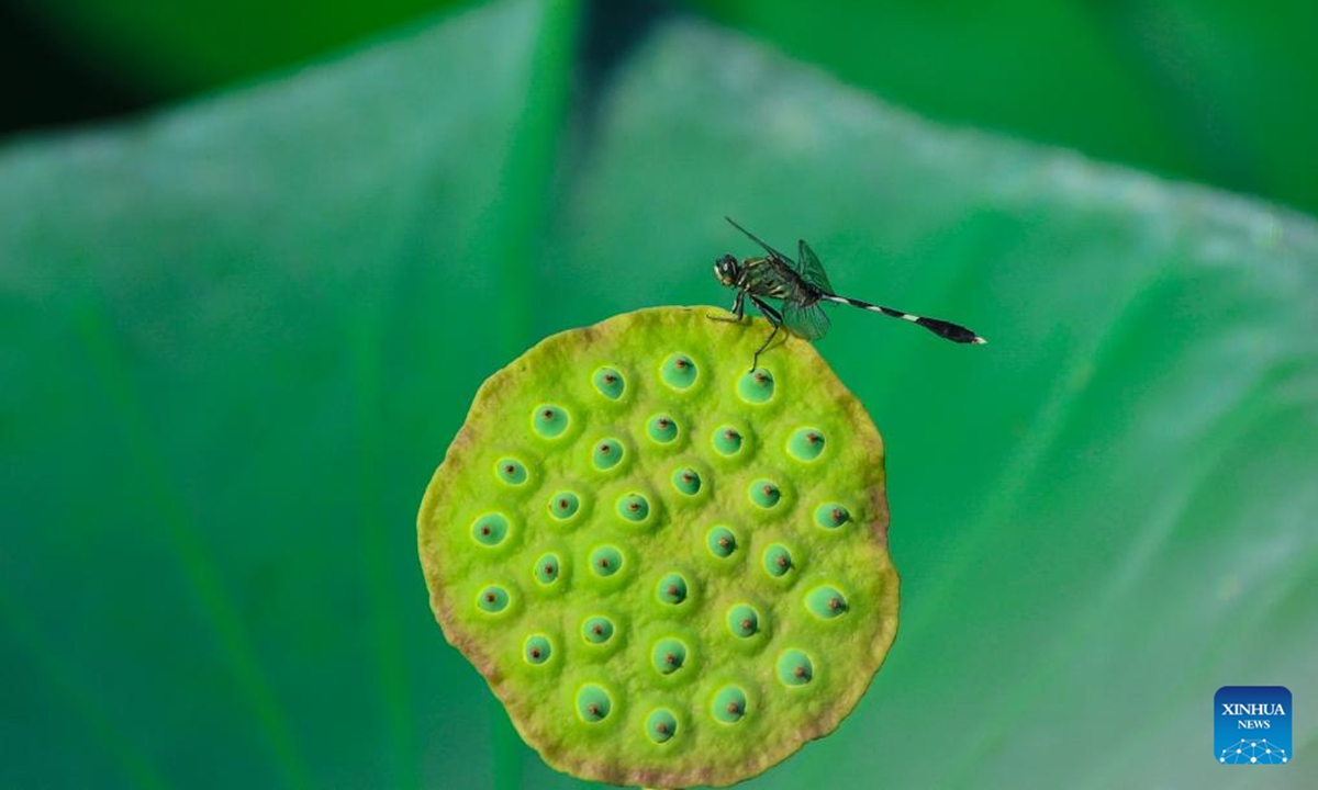 A dragonfly falls on a lotus seedpod in a pond in Changning, central China's Hunan Province, Aug. 5, 2024. (Photo：Xinhua)