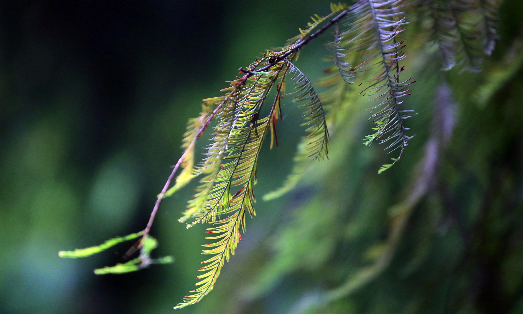 Beginning of Autumn: harvest season arrives