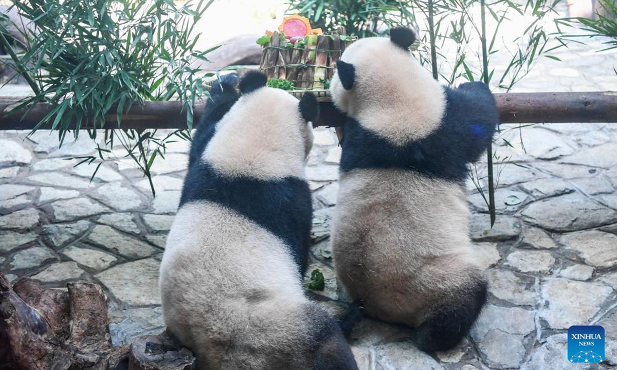 Twin giant pandas Qing Hua and Qing Lu are pictured at a birthday treat at Locajoy animal theme park in Yongchuan district of southwest China's Chongqing Municipality, Aug. 6, 2024. A special event was held to celebrate the birthdays of 3-year-old twin pandas Qing Hua, Qing Lu and 6-year-old panda Qiao Yue here on Tuesday. (Photo: Xinhua)