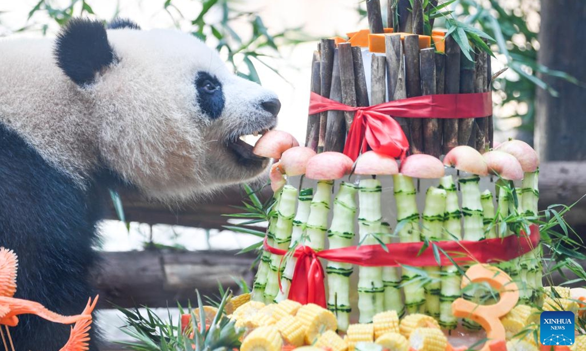 Giant panda Qing Hua enjoys a birthday treat at Locajoy animal theme park in Yongchuan district of southwest China's Chongqing Municipality, Aug. 6, 2024. A special event was held to celebrate the birthdays of 3-year-old twin pandas Qing Hua, Qing Lu and 6-year-old panda Qiao Yue here on Tuesday. (Photo: Xinhua)