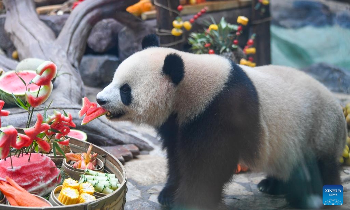 Giant panda Qing Hua enjoys a birthday treat at Locajoy animal theme park in Yongchuan district of southwest China's Chongqing Municipality, Aug. 6, 2024. A special event was held to celebrate the birthdays of 3-year-old twin pandas Qing Hua, Qing Lu and 6-year-old panda Qiao Yue here on Tuesday. (Photo: Xinhua)