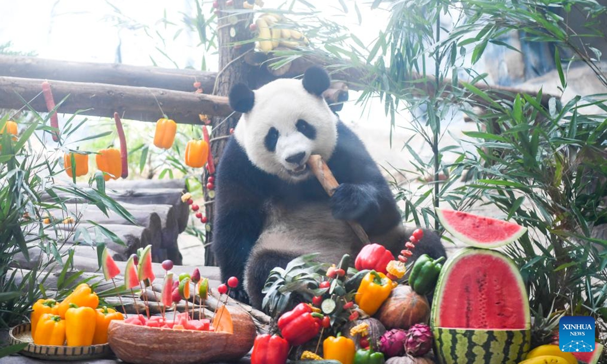 Giant panda Qiao Yue enjoys a birthday treat at Locajoy animal theme park in Yongchuan district of southwest China's Chongqing Municipality, Aug. 6, 2024. A special event was held to celebrate the birthdays of 3-year-old twin pandas Qing Hua, Qing Lu and 6-year-old panda Qiao Yue here on Tuesday. (Photo: Xinhua)